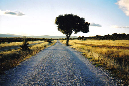 tree-on-the-way-to-rabanal.jpg