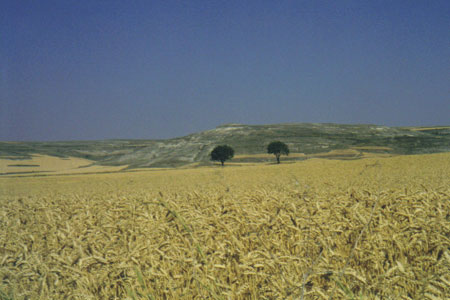 two-trees.jpg